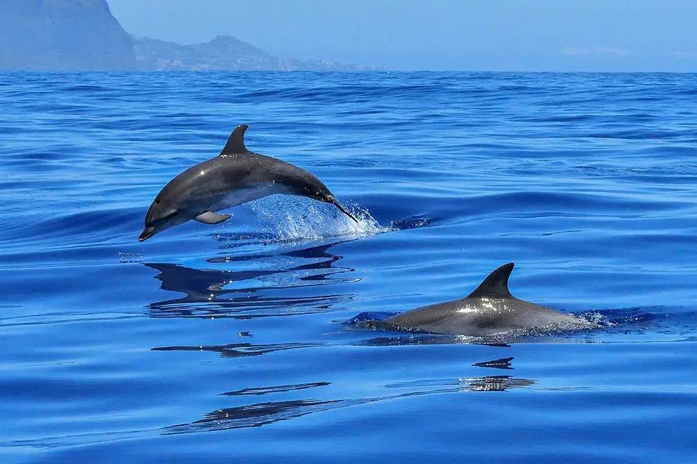 delfinespuertomadryn